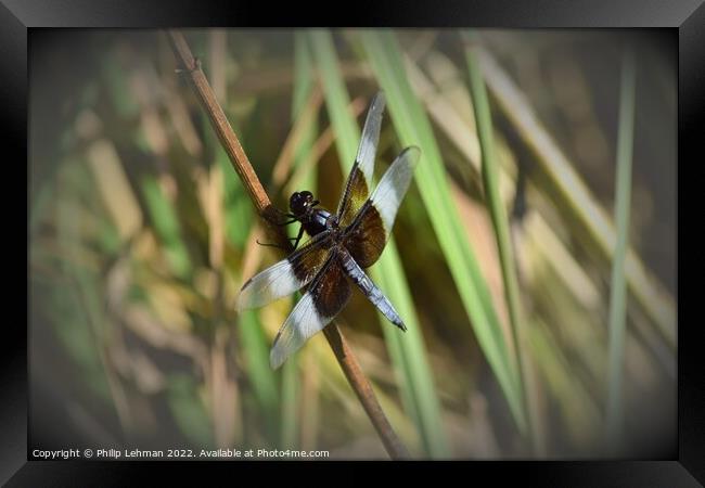 Dragonfly on grass (2D) Framed Print by Philip Lehman