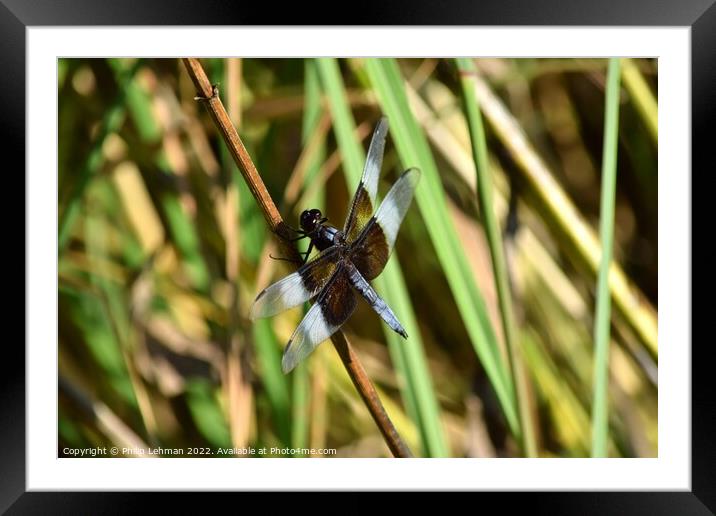 Dragonfly on grass (2A) Framed Mounted Print by Philip Lehman