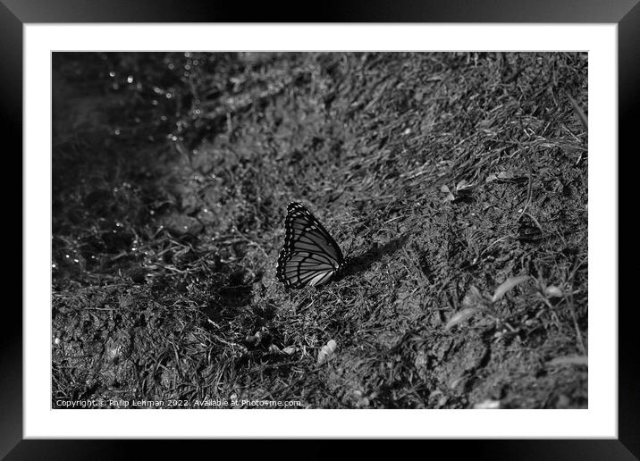 Monarch Butterfly  near pond (B) Framed Mounted Print by Philip Lehman