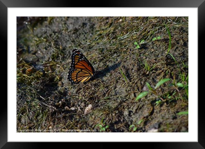 Monarch Butterfly  near pond (C) Framed Mounted Print by Philip Lehman