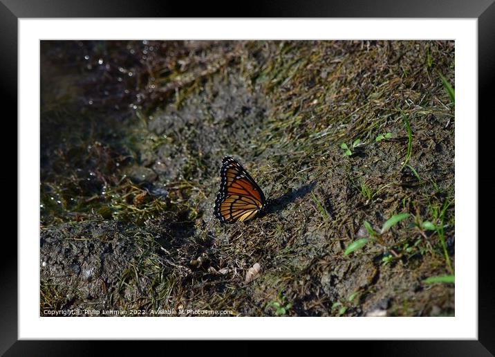 Monarch Butterfly  near pond (A) Framed Mounted Print by Philip Lehman
