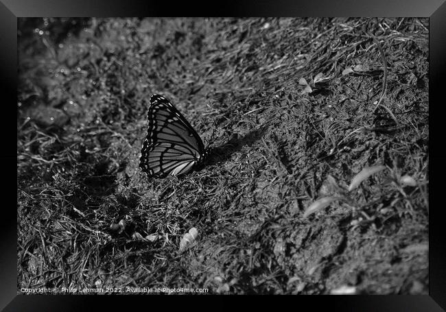 Monarch Butterfly  near pond (D) Framed Print by Philip Lehman