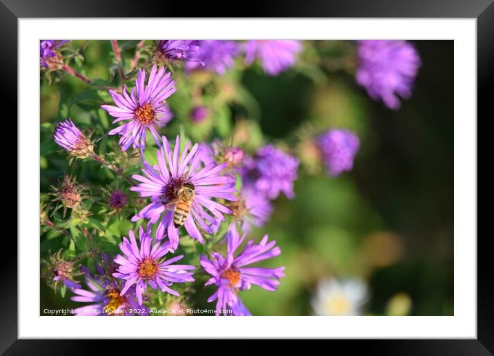 Honey Bee on Purple Asters (A) Framed Mounted Print by Philip Lehman