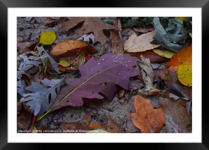 Fall Colors Donald Park Oct 17th (89A) Framed Mounted Print by Philip Lehman