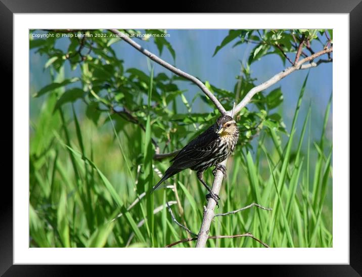 Female Redwing Black-Bird perched on branch (3A) Framed Mounted Print by Philip Lehman