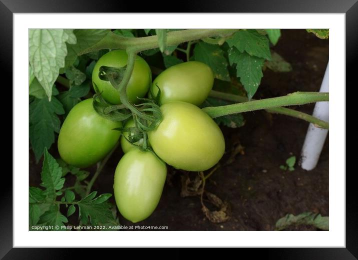 Green Tomatoes (6A) Framed Mounted Print by Philip Lehman