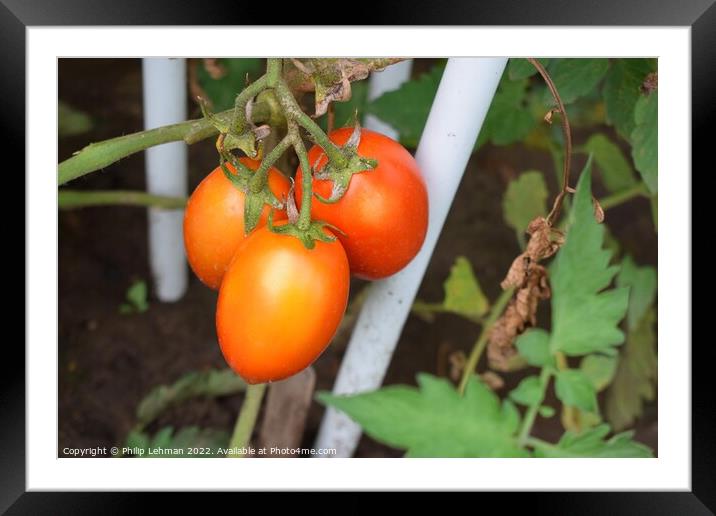 Ripe Tomatoes (4A) Framed Mounted Print by Philip Lehman