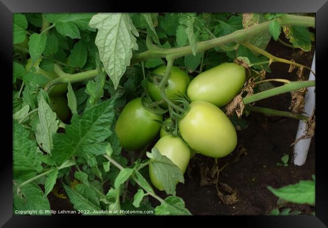Green Tomatoes (2A) Framed Print by Philip Lehman