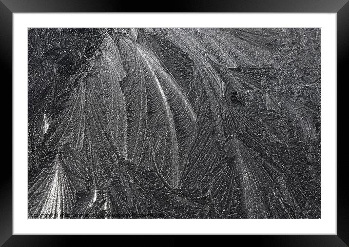 Frost Feathers 28A Framed Mounted Print by Philip Lehman