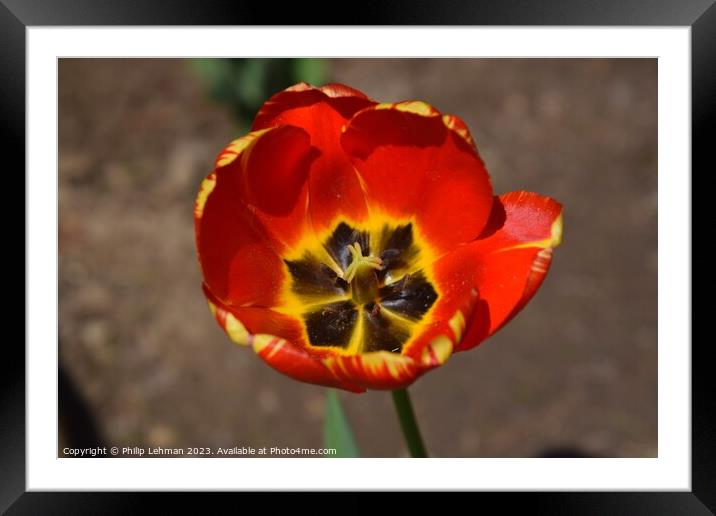 Opened Red Tulip 2A Framed Mounted Print by Philip Lehman