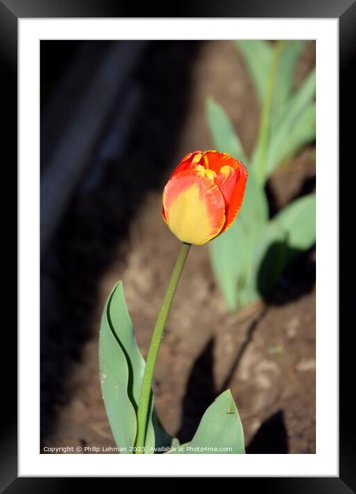Tulips-Water Drops 8A Framed Mounted Print by Philip Lehman