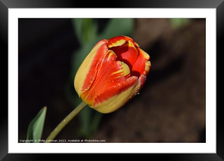 Tulips-Water Drops 16A Framed Mounted Print by Philip Lehman