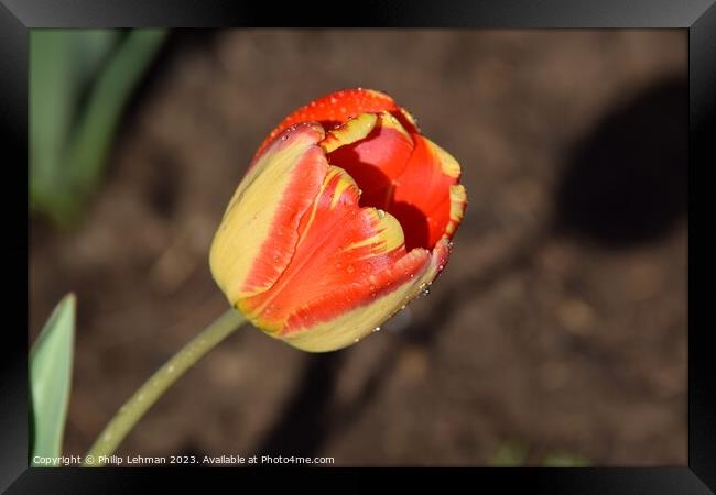 Tulips-Water Drops 13A Framed Print by Philip Lehman