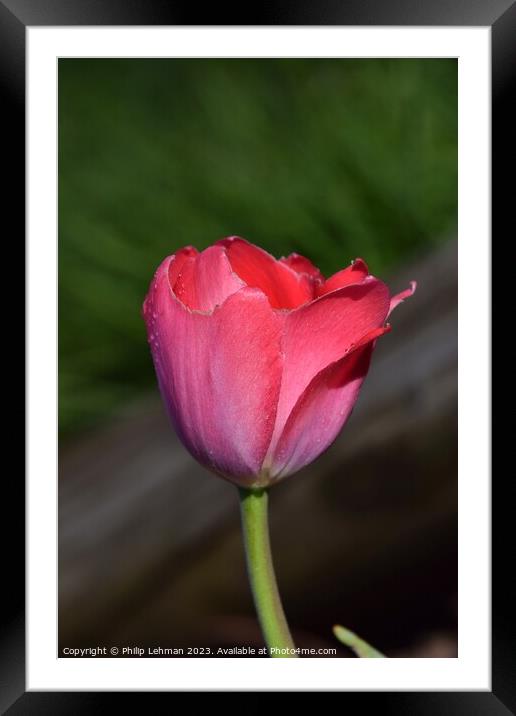 Tulips-Water Drops 38A Framed Mounted Print by Philip Lehman