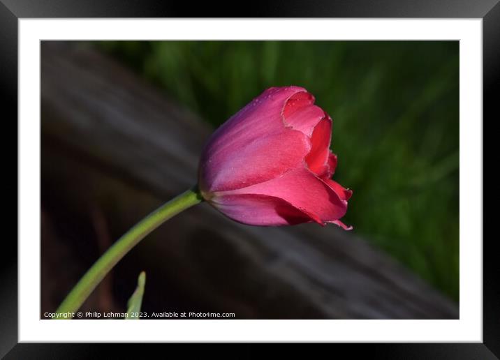 Tulips-Water Drops 39A Framed Mounted Print by Philip Lehman