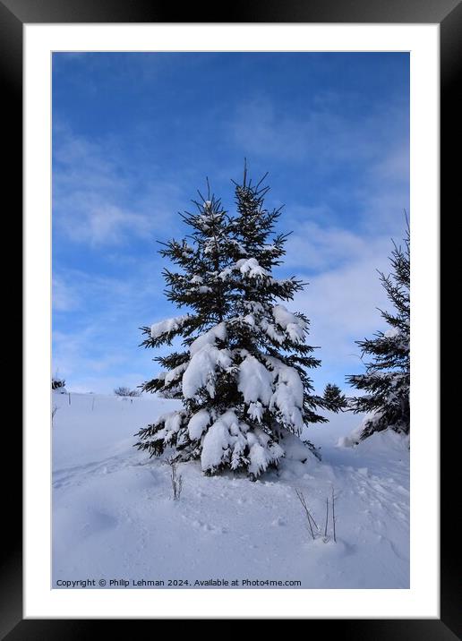 Snow Covered Pines 21A Framed Mounted Print by Philip Lehman