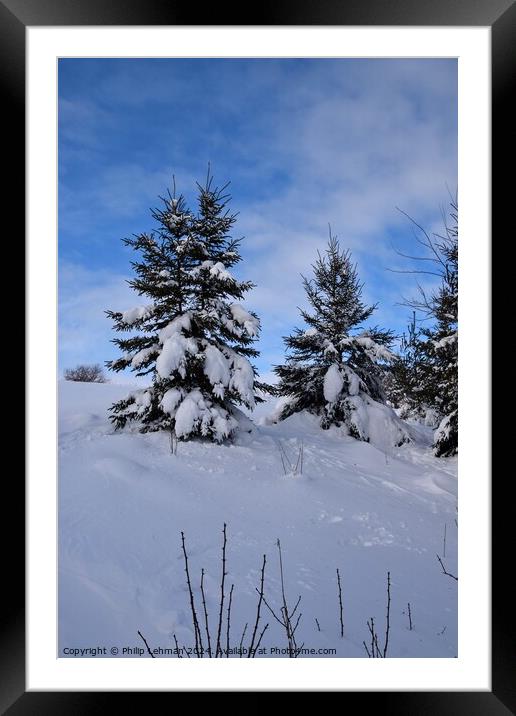 Snow Covered Pines 34A Framed Mounted Print by Philip Lehman