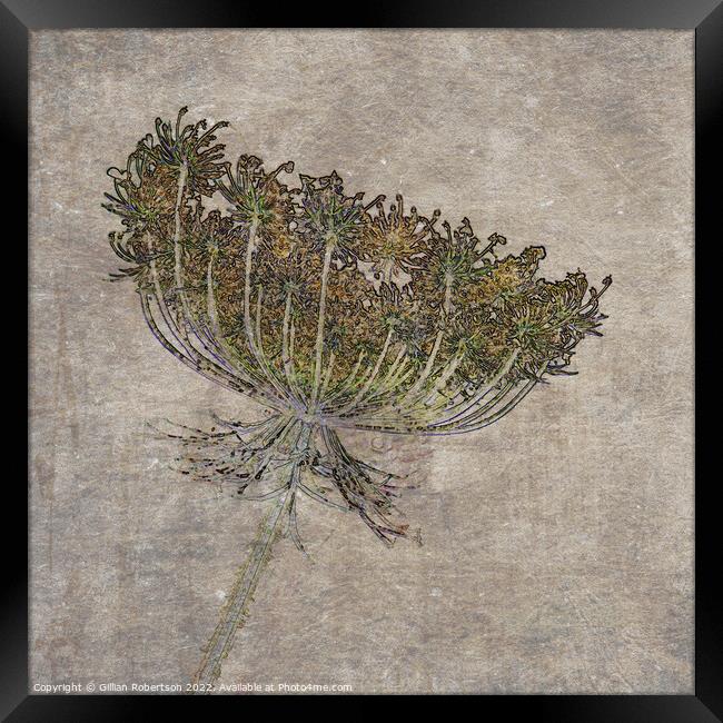 Wild Carrot Floral Seed Head with textures  Framed Print by Gillian Robertson