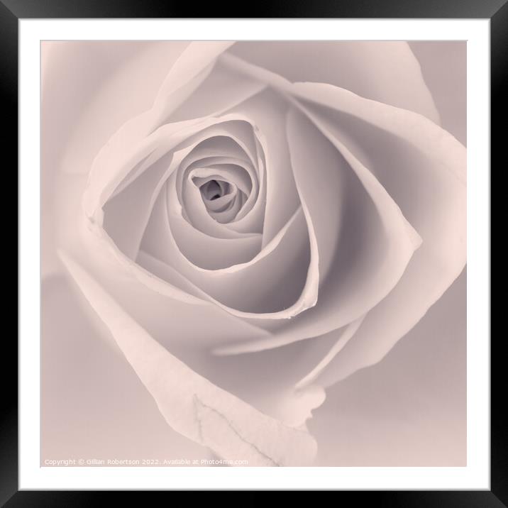 Delicate Rose Framed Mounted Print by Gillian Robertson