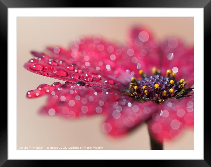 Floral Raindrops Framed Mounted Print by Gillian Robertson
