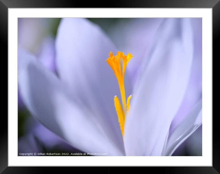 Spring Crocus Macro Framed Mounted Print by Gillian Robertson