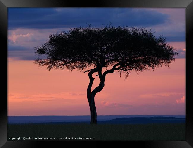 Masai Mara sunset Framed Print by Gillian Robertson