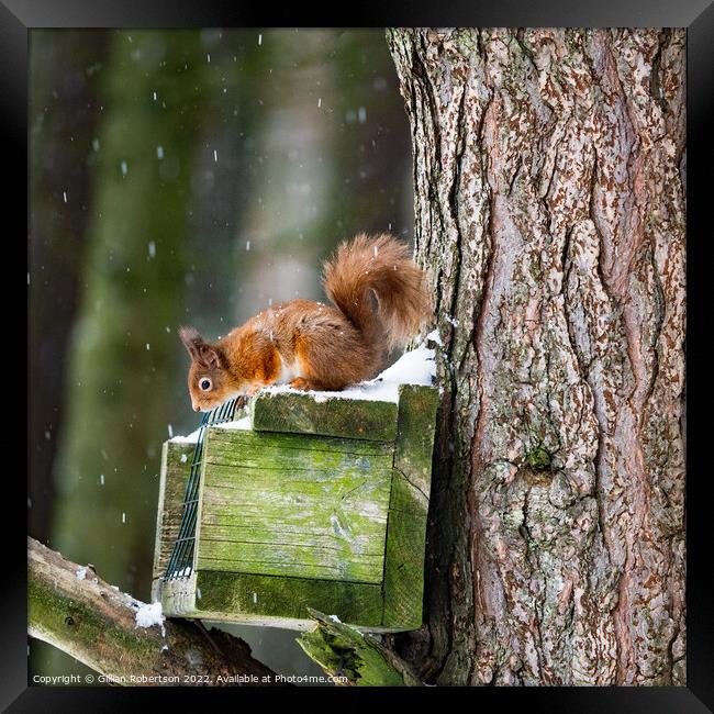 Red  Squirrel Feeding  Framed Print by Gillian Robertson