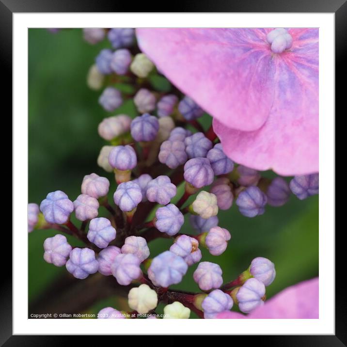 Hydrangea Head Macro Framed Mounted Print by Gillian Robertson