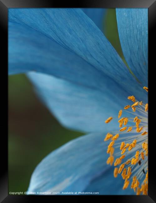 Blue Himalayan Poppy Framed Print by Gillian Robertson