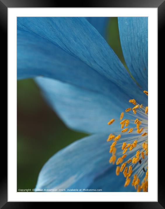 Blue Himalayan Poppy Framed Mounted Print by Gillian Robertson