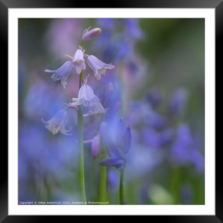 Bluebells in Spring Framed Mounted Print by Gillian Robertson