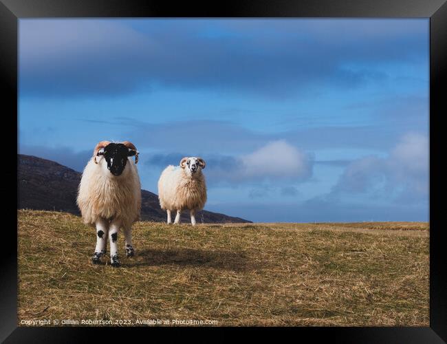 Harris Sheep Framed Print by Gillian Robertson