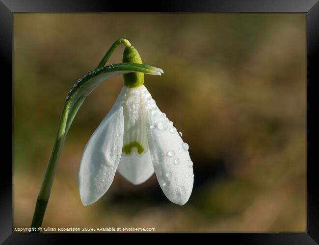 Solitary Snowdrop Framed Print by Gillian Robertson