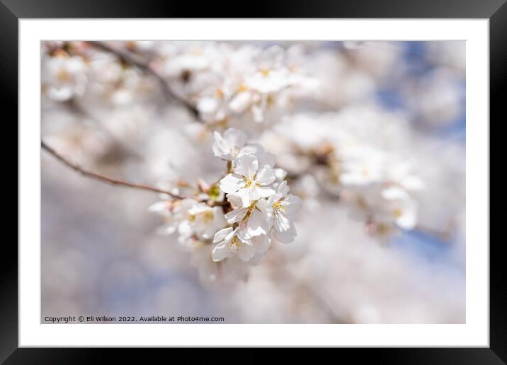 Close-up Photo Of Cherry Blossoms Framed Mounted Print by Eli Wilson