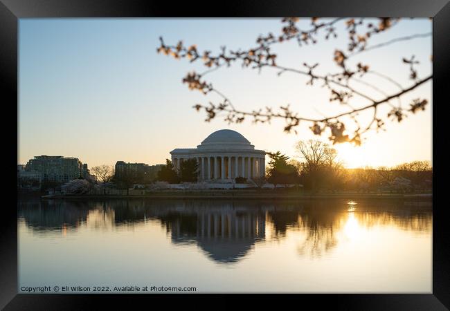 Tidal Basin Peak Bloom Sunrise Framed Print by Eli Wilson