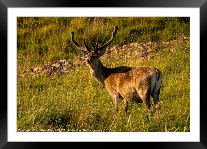Red Deer Stag Scottish Highlands Sutherland Scotland Framed Mounted Print by Jonathan Mitchell