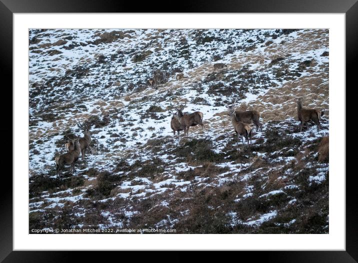 Red Deer Stags, Scottish Highlands, Sutherland, Scotland, 2019 Framed Mounted Print by Jonathan Mitchell