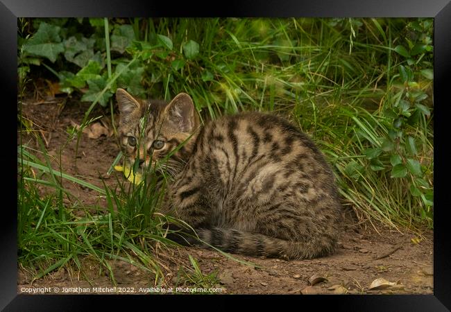 Scottish Wildcat Kitten Framed Print by Jonathan Mitchell