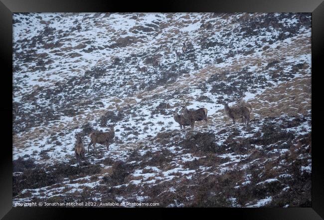 Red Deer Stags, Sutherland, Scotland, 2019 Framed Print by Jonathan Mitchell