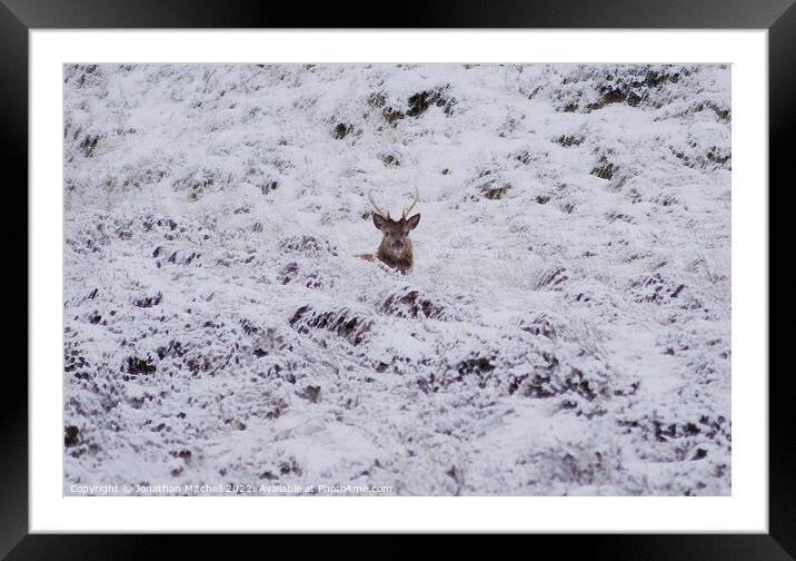 Red Deer Stag, Sutherland, Scotland, 2019 Framed Mounted Print by Jonathan Mitchell
