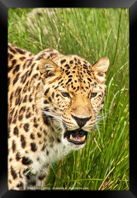 Amur Leopard Portrait Framed Print by Mike Hardy
