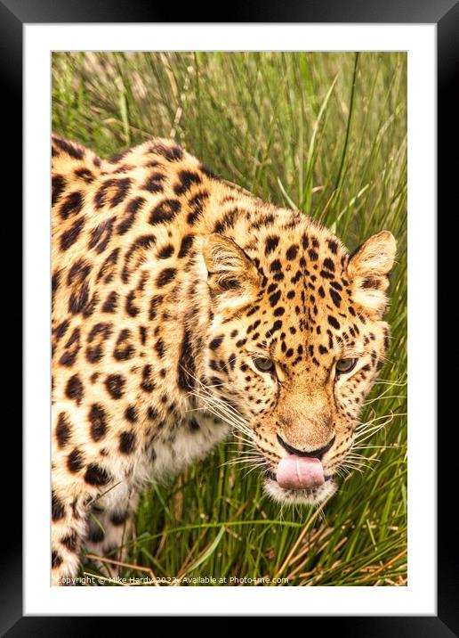 Amur Leopard licking lips Framed Mounted Print by Mike Hardy