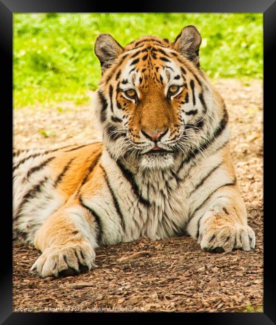 Siberian Tiger portrait Framed Print by Mike Hardy
