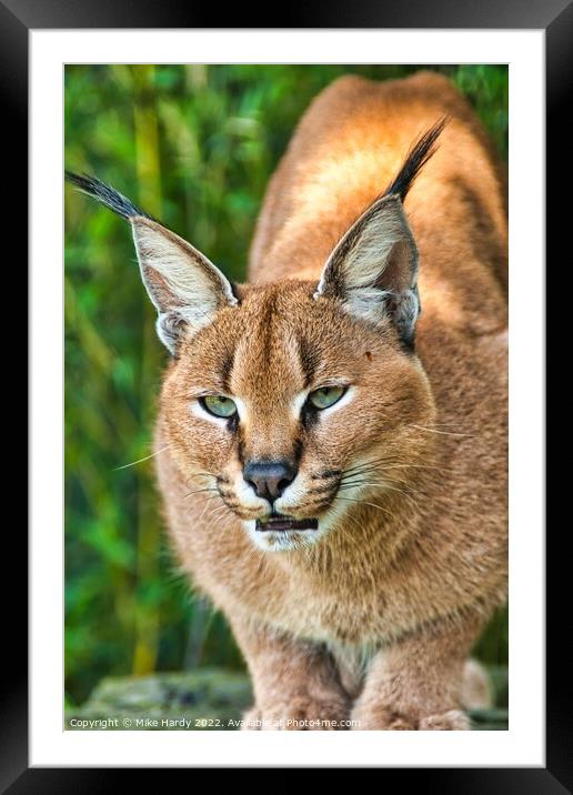 Caracal ready to pounce! Framed Mounted Print by Mike Hardy