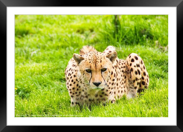 Cheetah stares intently Framed Mounted Print by Mike Hardy