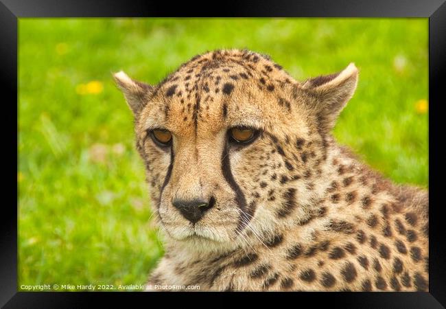 Portrait of a Cheetah Framed Print by Mike Hardy