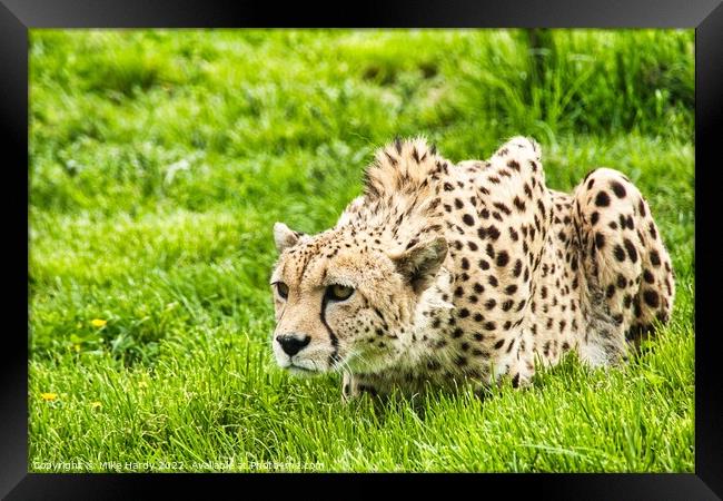 Cheetah ready to pounce! Framed Print by Mike Hardy