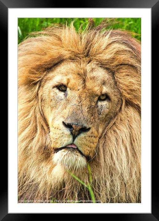 KING LION- Close up, old LION portrait. Framed Mounted Print by Mike Hardy