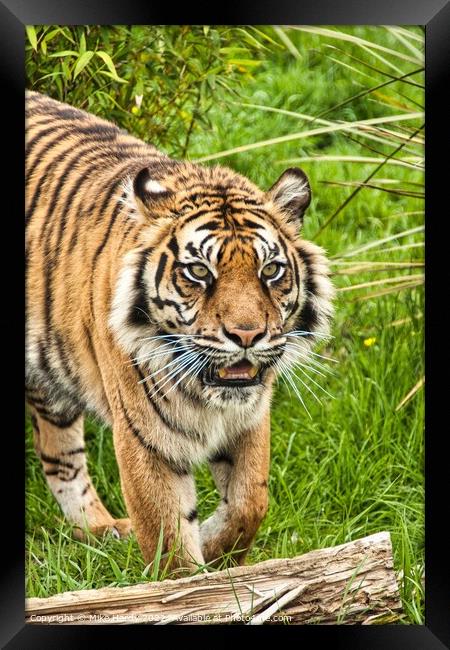 Approaching TIGER! Framed Print by Mike Hardy