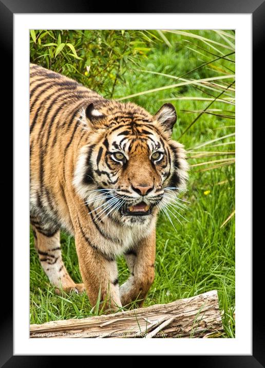 Approaching TIGER! Framed Mounted Print by Mike Hardy